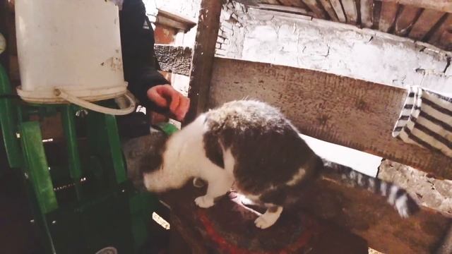 До праздников | ЖИЗНЬ В ДЕРЕВНЕ смотреть онлайн