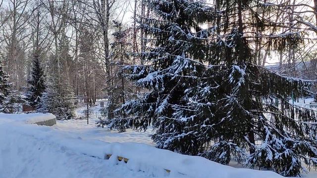 Голоса птиц 🕊️ зимний парк 🌲 смотреть онлайн