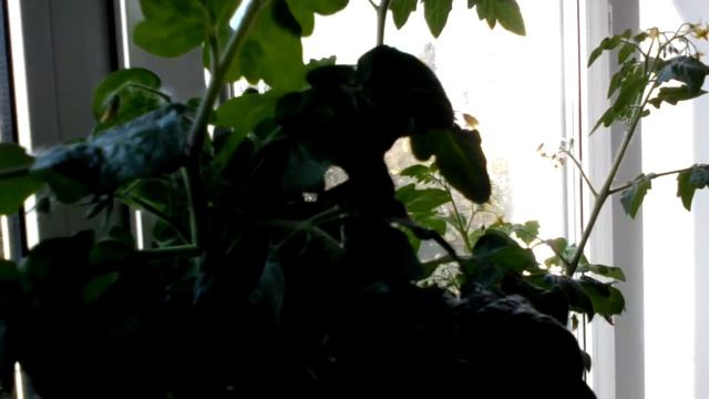 Чудо на окошке))) Выращиваем томаты дома смотреть онлайн