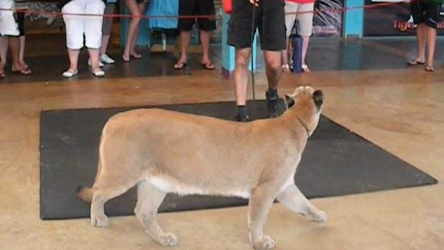 Animal Attacks its Next Meal - Cougar Slam Dunk Caught On Tape - Animal Kingdom Encounter смотреть онлайн