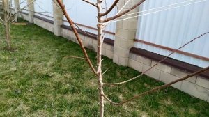 Весенняя обрезка трехлетнего абрикоса