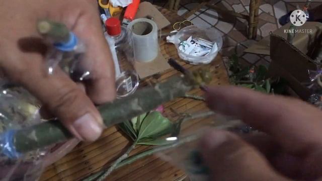 Adenium Experimental Grafting 2. Result.. i-graft natin ang stem na pinagputulan.. смотреть онлайн