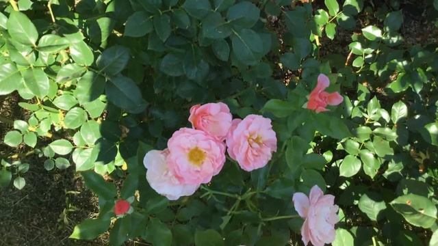 Розы, которые не посадила бы в своём саду. Причины их слабости. смотреть онлайн