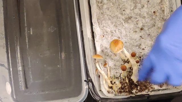 Z-Strain!!! DubTub harvest смотреть онлайн