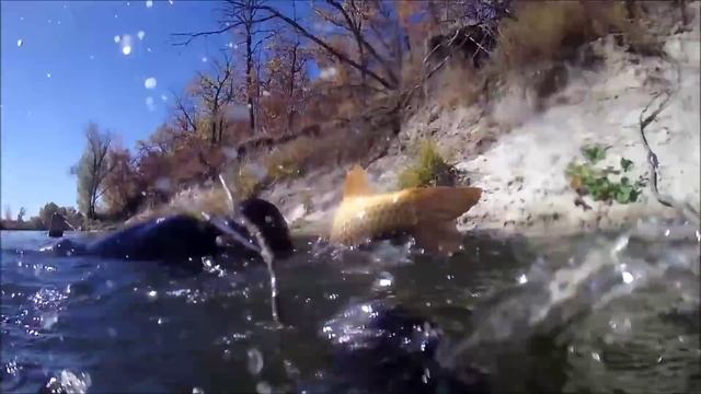 Подводная охота в р.Медведица на Сазана. смотреть онлайн