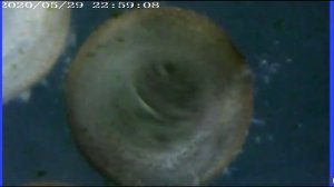 Как развивается икра сомов Коридорасов крапчатых