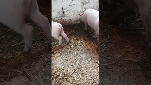 наконец-то доделал поилки поросятам ) смотреть онлайн