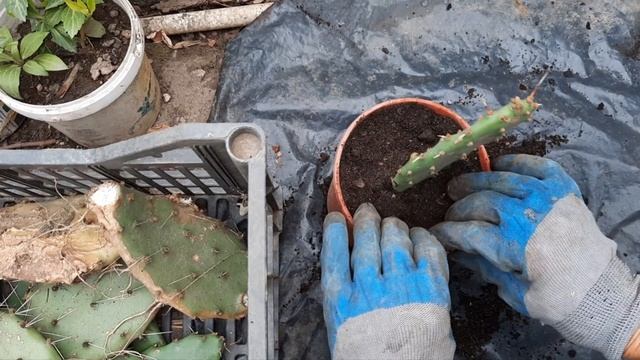 Опунция. Садовый кактус. смотреть онлайн