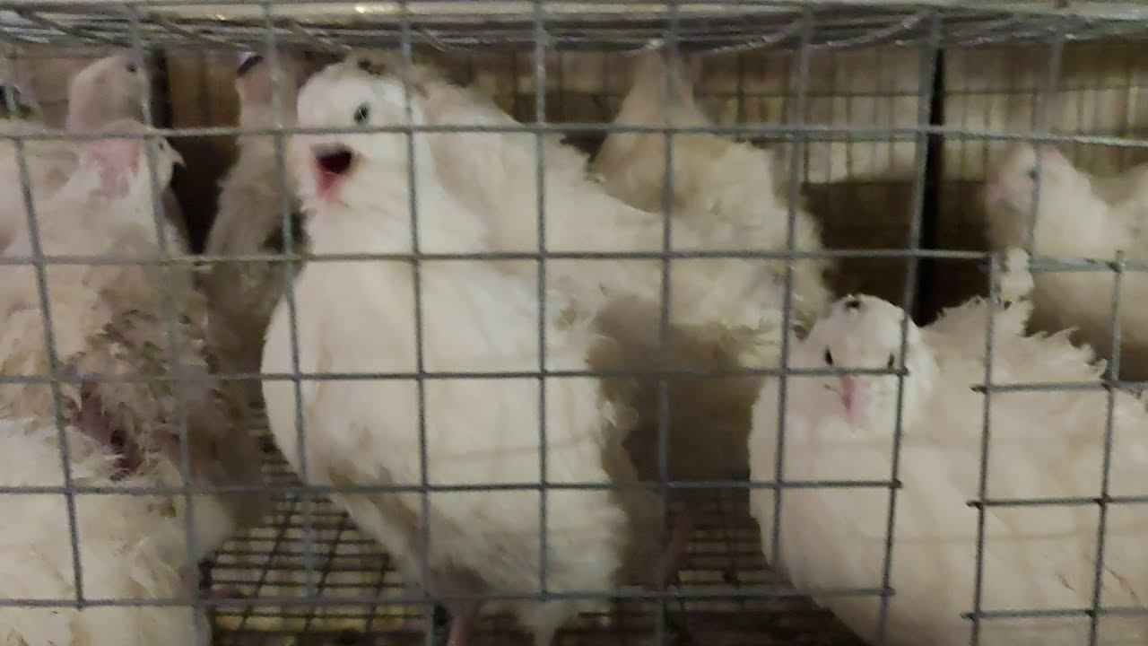 Обновление крови у перепелов Самый простой способ Перепелиная ферма смотреть онлайн