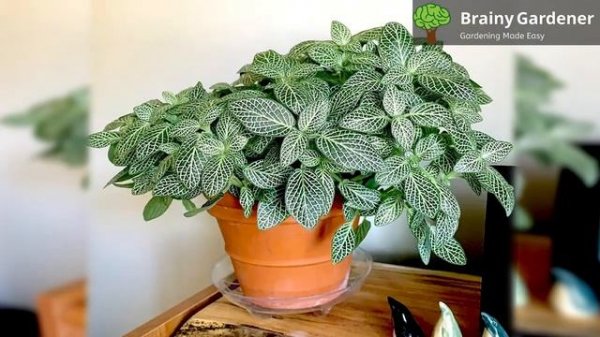 Nerve Plant (Fittonia Albivenis) - Useful Growing Tips