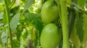 Урожайные сорта томатов/Сорт томата ГАСПАЧО/ Обзор и отзыв