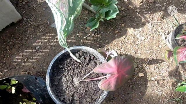 บอนดำสตูลปลูกแบบไม่ตัดใบ เพิ่งได้มาสดๆใบสวยมากค่ะ💥พร้อมอัปเดตชุดแรกที่ปลูก#บอนดำสตูล#อาหลี่108อาชีพ смотреть онлайн