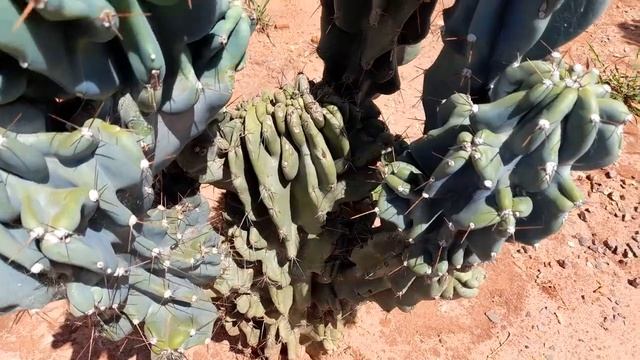 arranjos de suculentas, cacto monstro,euphorbias trigonas,clusia variegata . morenaflor e cactos ? смотреть онлайн
