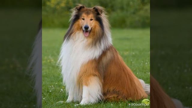 Кто такая собака|Слайд - шоу|Ворсинка - Апельсинка смотреть онлайн