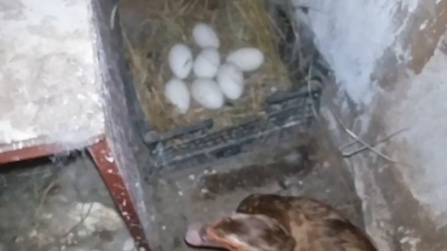 Задохлики. Утка выкидывает утят из гнезда