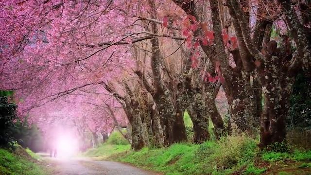 Sleep Music Расслабляющая музыка улучшает здоровье - Лечение заболеваний сердца и нервной системы