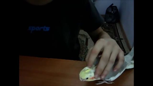 Приручение к рукам. Cockatiel смотреть онлайн