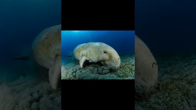 Дюгонь — близкая родня вымерших морских коров смотреть онлайн
