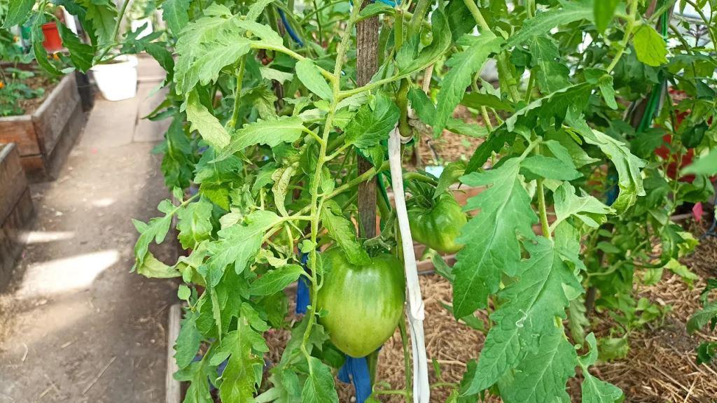 Так растут и развиваются томаты Минусинские сердца от Гонсиоровских. смотреть онлайн