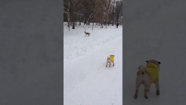 Гладкошерстные колли смотреть онлайн