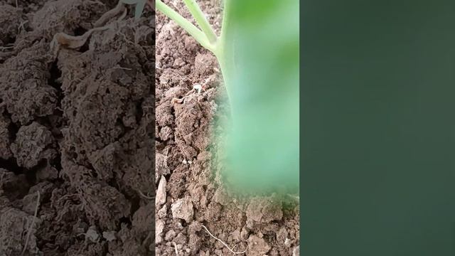 Как правильно обрывать пасынки смотреть онлайн