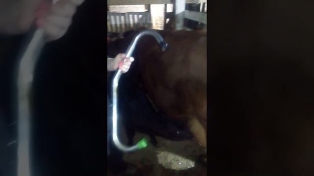 Антибрык и нозальные щипцы для КРС смотреть онлайн