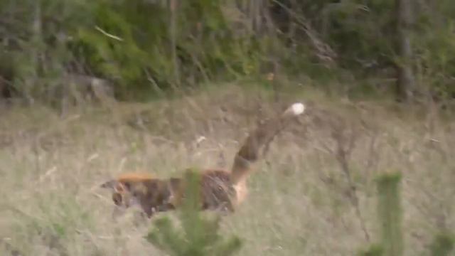 Лисица ловящая мышь (в прыжке) смотреть онлайн