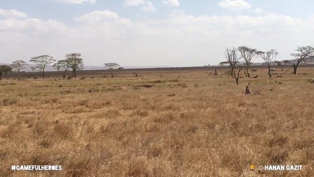 The killing game 🦁Lions @ Serengeti смотреть онлайн