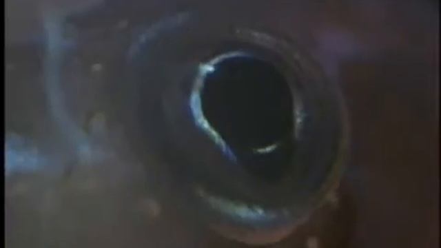 плотоядный моллюск - охота.flv смотреть онлайн