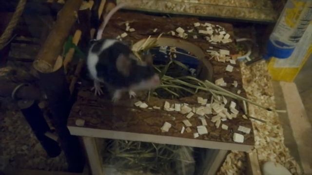 Pet mice exploration squad смотреть онлайн