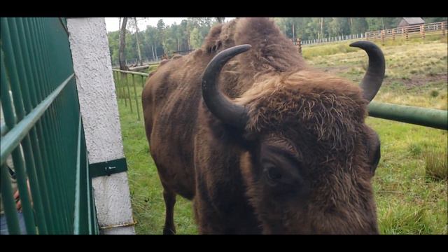 Беловежская пуща, август 2023г. смотреть онлайн