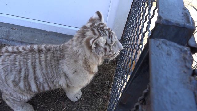 Белый тигрёнок игривый ребёнок! Январь 2021. смотреть онлайн