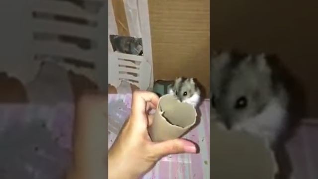 Дрессируем джунгарского хомяка смотреть онлайн