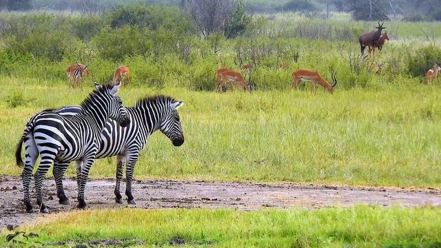 Majestic Wildlife - 4K (60FPS) ULTRA HD - With Nature Sounds (Colorfully Dynamic) смотреть онлайн