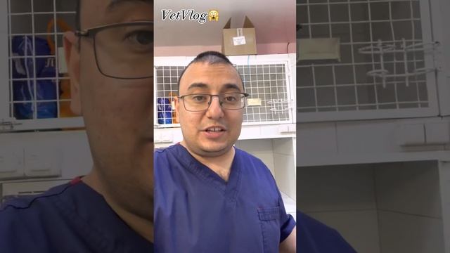 Урологический синдром кошек, как не нужно лечить ?, полное видео #vet #vetvlog #cat #veterinary смотреть онлайн