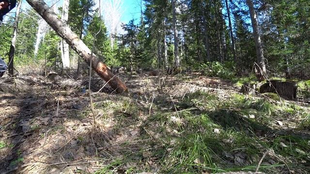 КАПИТАЛЬНО ПРИГОТОВИЛСЯ. НАЧАЛО СТРОИТЕЛЬСТВА ЗИМОВЬЯ, ИЗБЫ В ОДИНОЧКУ. ШКУРИМ ПЕРВЫЕ ВЕНЦЫ.mp4 смотреть онлайн