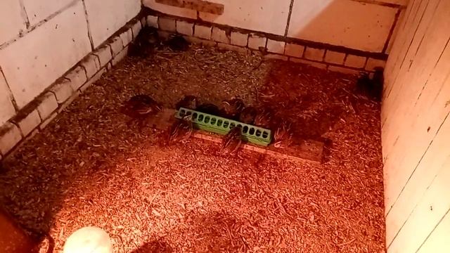 Бройлеры зимой в неотапливаемом сарае. 22 ноября. смотреть онлайн