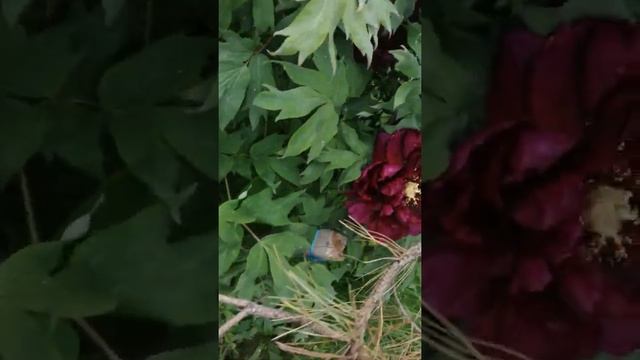 Древовидный пион 14_06_2022|1 смотреть онлайн