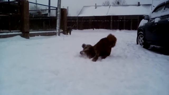 Тибетский мастиф - Денди Бой 12 месяцев - в питомнике " Богатырь Приморья" смотреть онлайн