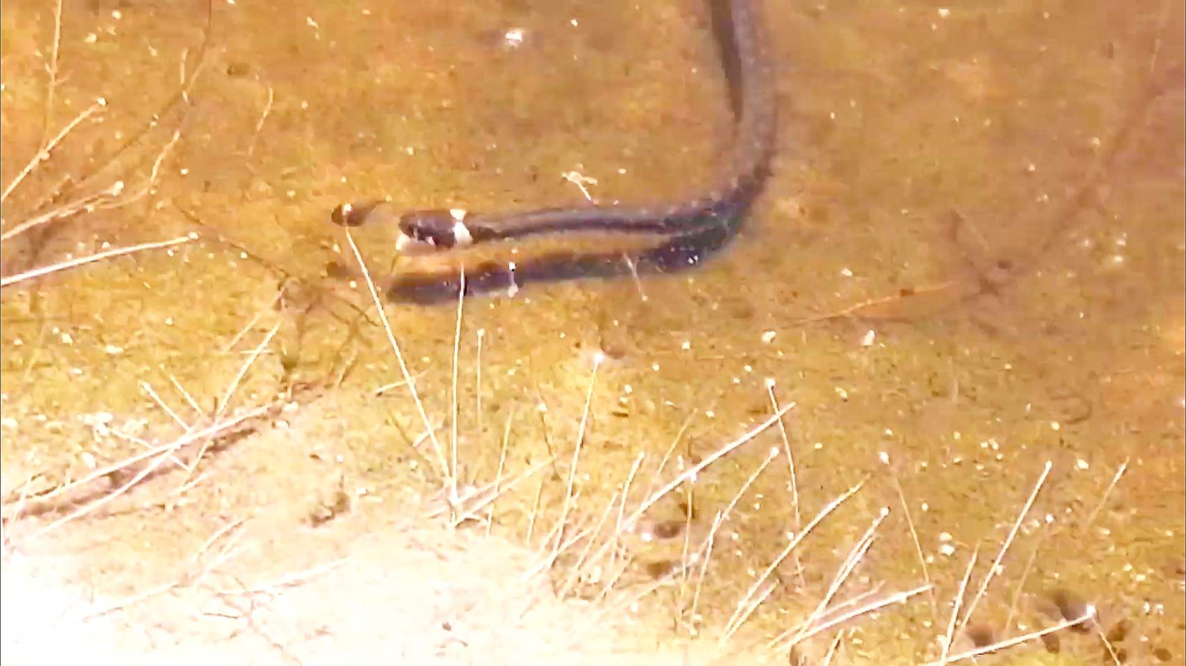 Обед из головастиков. смотреть онлайн