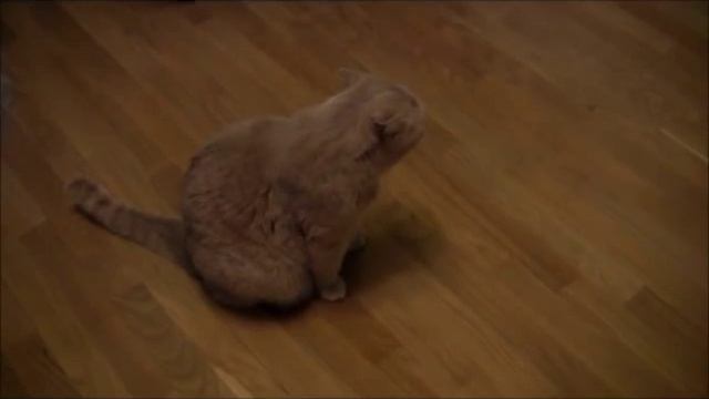 Кот поет песни  это обязательно нужно увидеть!!!