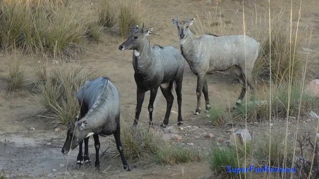 Indian Cows, Cattle, Gaur, Buffalo, Brahman, Ongole, Yak, Carabao, Tamaraw, Banteng 13+ смотреть онлайн