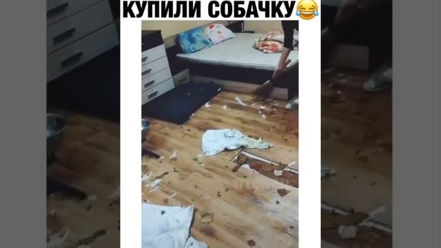 артем давай купим домой собачку смотреть онлайн