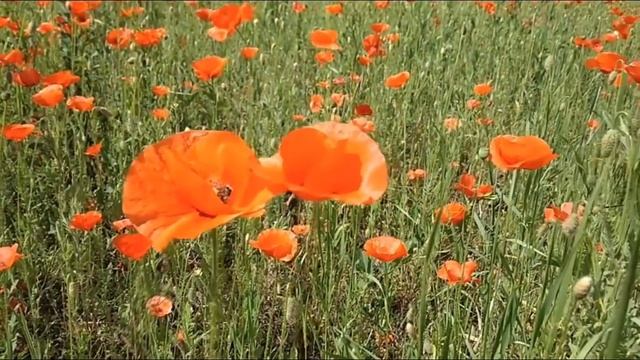 Абай Слова назидания Тридцать первое слово 31 слово смотреть онлайн