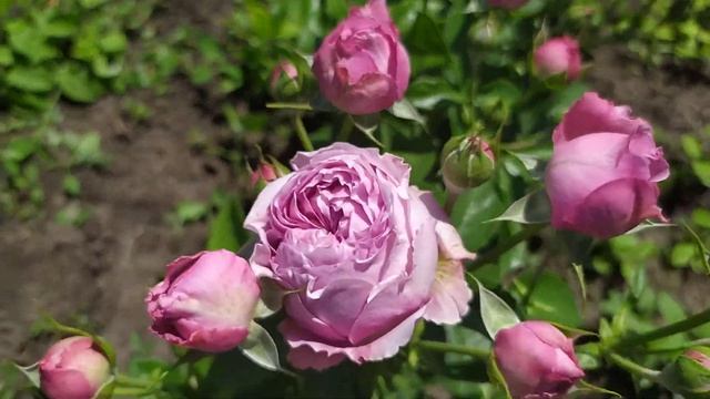 МЕСТИ БАБЛС (Misty Bubbles), De Ruiter Голландия, 2017 г. Спрей (Spray)