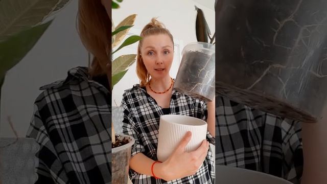 Во что посадить комнатное растение? Какой горшок выбрать? Прозрачный горшок #фикус #цветыдлядома смотреть онлайн