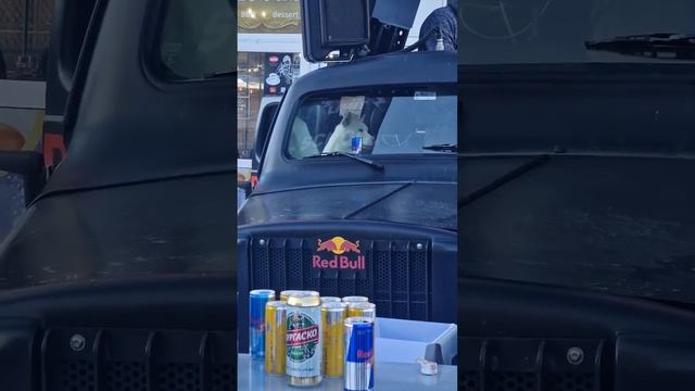 Горнолыжный курорт в Болгарии | Пампорово #болгария #путешествие #pamporovo смотреть онлайн