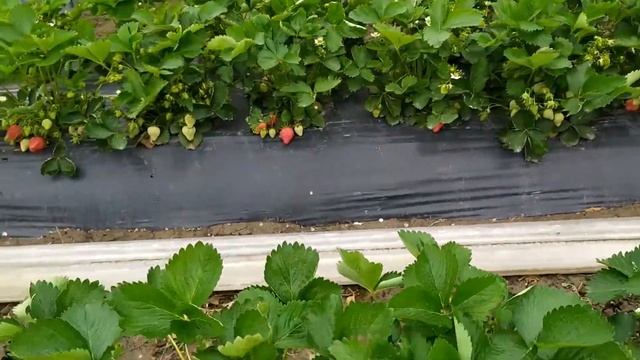 Клери. 5 мая. Дагестан смотреть онлайн