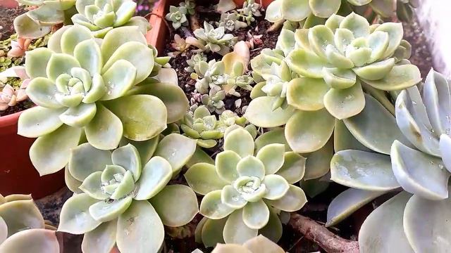 Graptoveria Titubans E Graptoveria Fantome