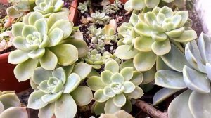 graptoveria titubans e graptoveria fantome